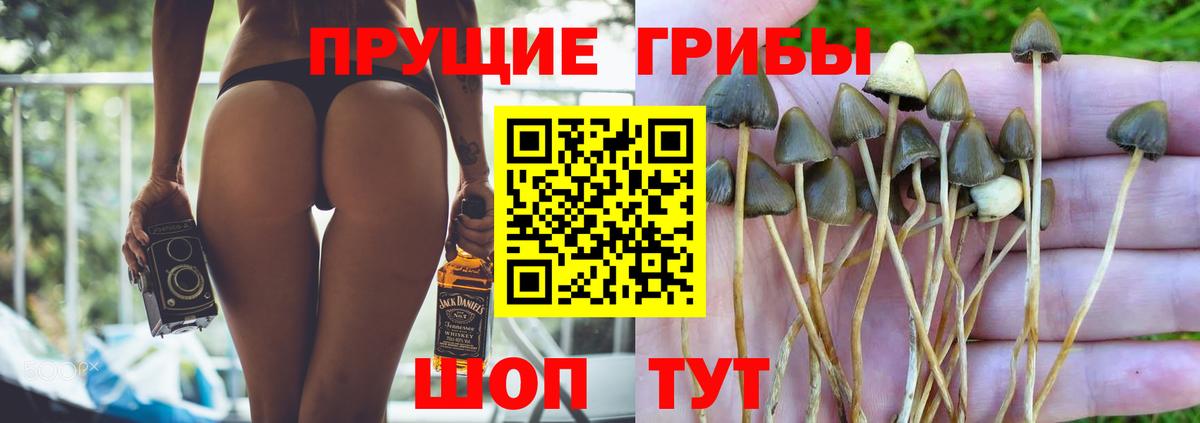 Галлюциногенные грибы Psilocybe Первоуральск